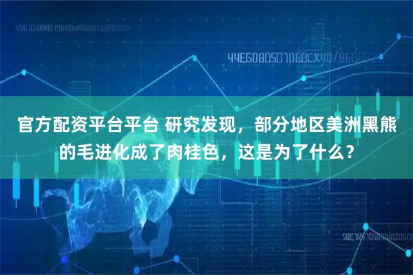 官方配资平台平台 研究发现，部分地区美洲黑熊的毛进化成了肉桂色，这是为了什么？