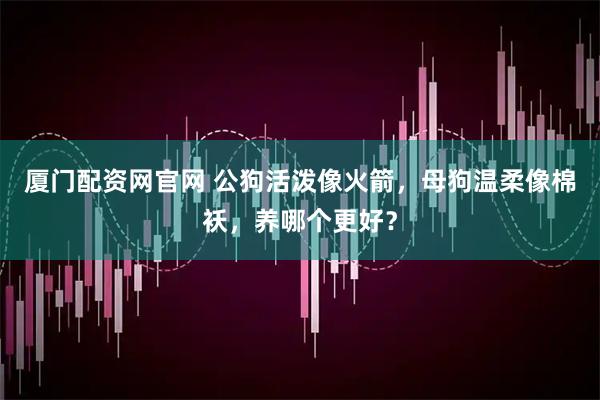 厦门配资网官网 公狗活泼像火箭，母狗温柔像棉袄，养哪个更好？
